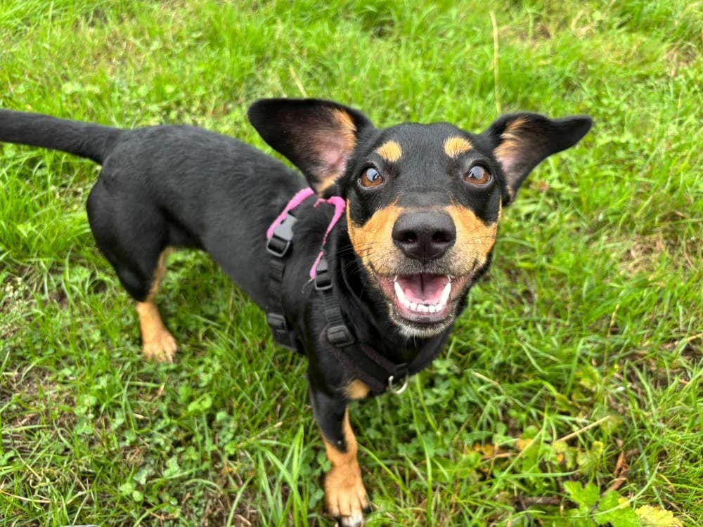 Ava, female Mixed Breed for adoption at Oxfordshire Animal Sanctuary
