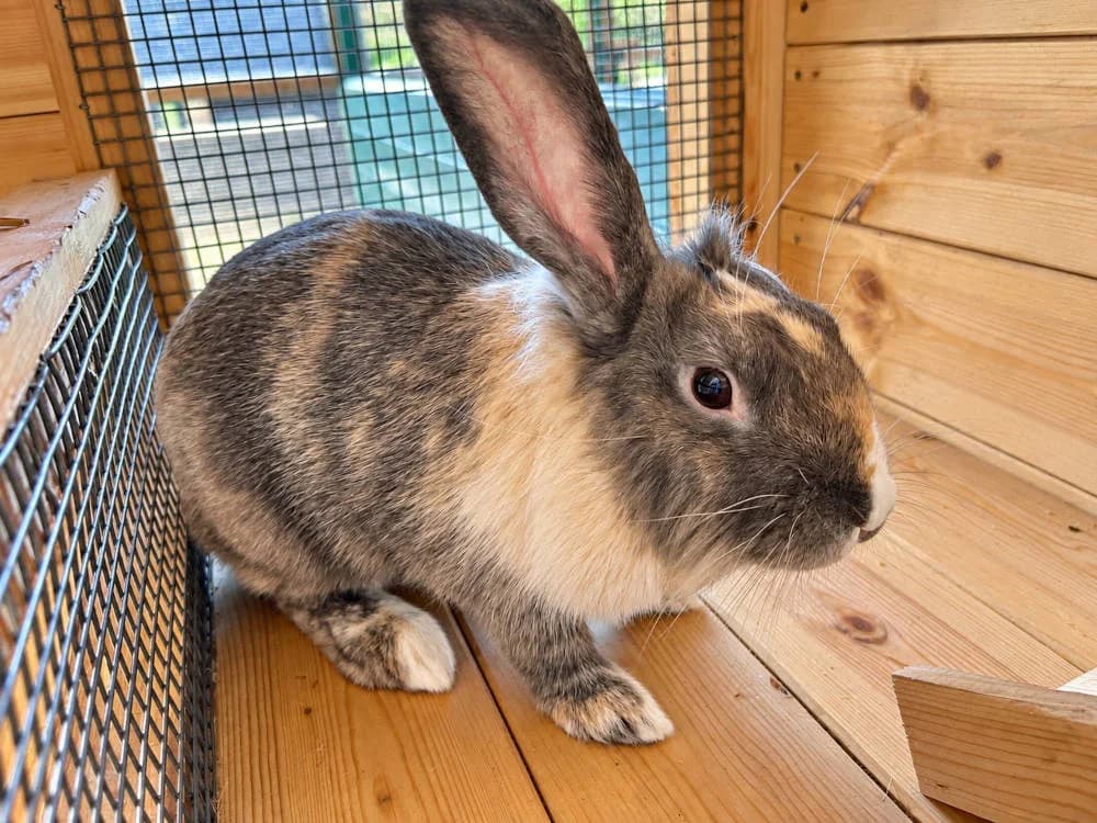 Bubbles, female Mixed Breed for adoption at Oxfordshire Animal Sanctuary