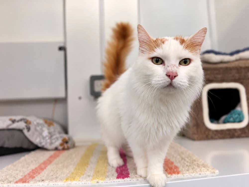 George, male Mixed Breed for adoption at Oxfordshire Animal Sanctuary