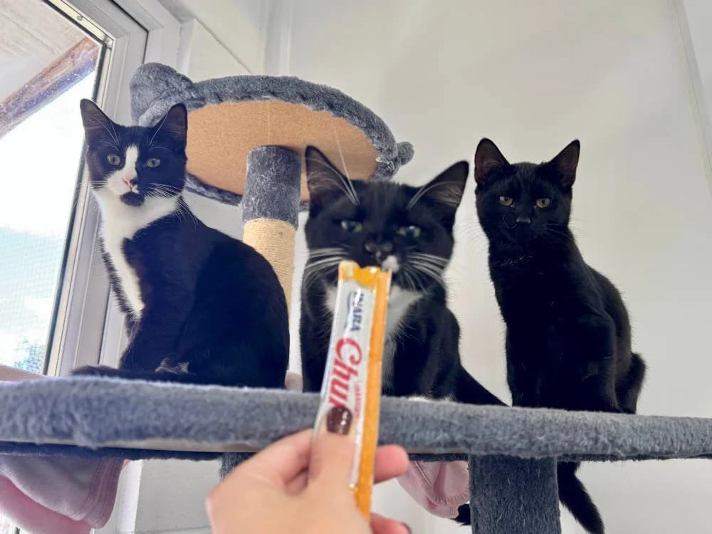 The Sweets Gang, female Mixed Breed for adoption at Oxfordshire Animal Sanctuary