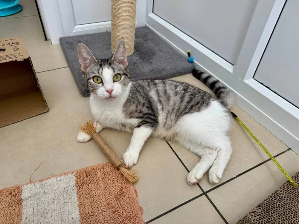Tink &, female puppy Mixed Breed for adoption at Oxfordshire Animal Sanctuary