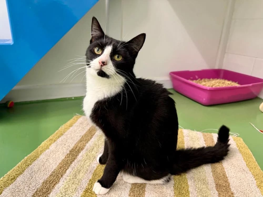 Sage, female Mixed Breed for adoption at Oxfordshire Animal Sanctuary