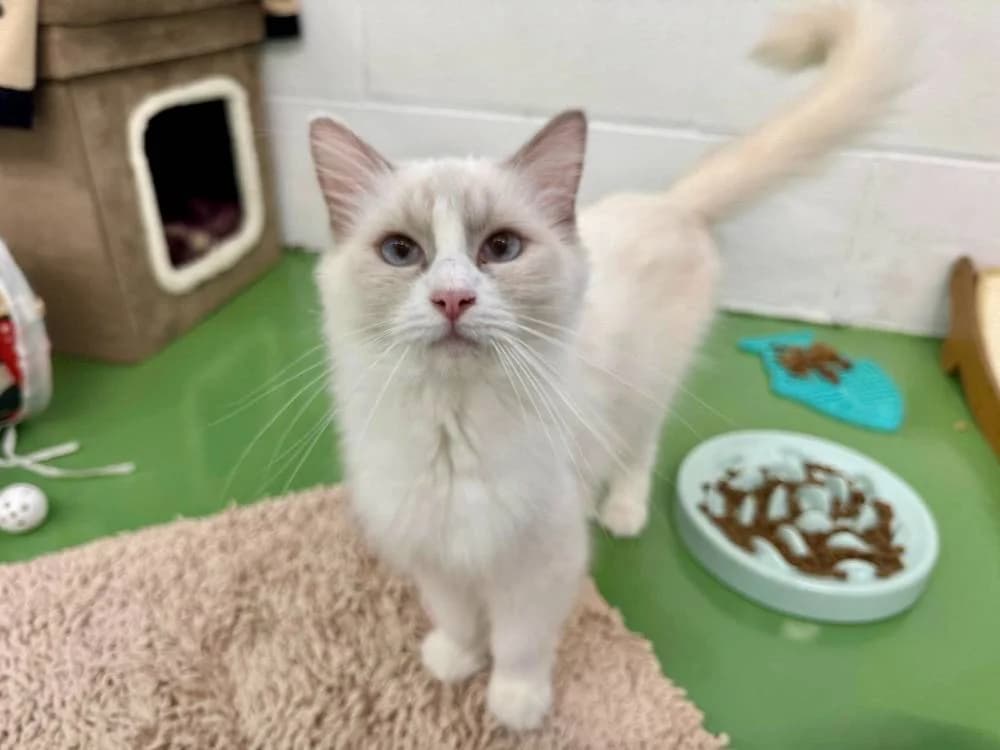 The Ragdolls, female young Mixed Breed for adoption at Oxfordshire Animal Sanctuary