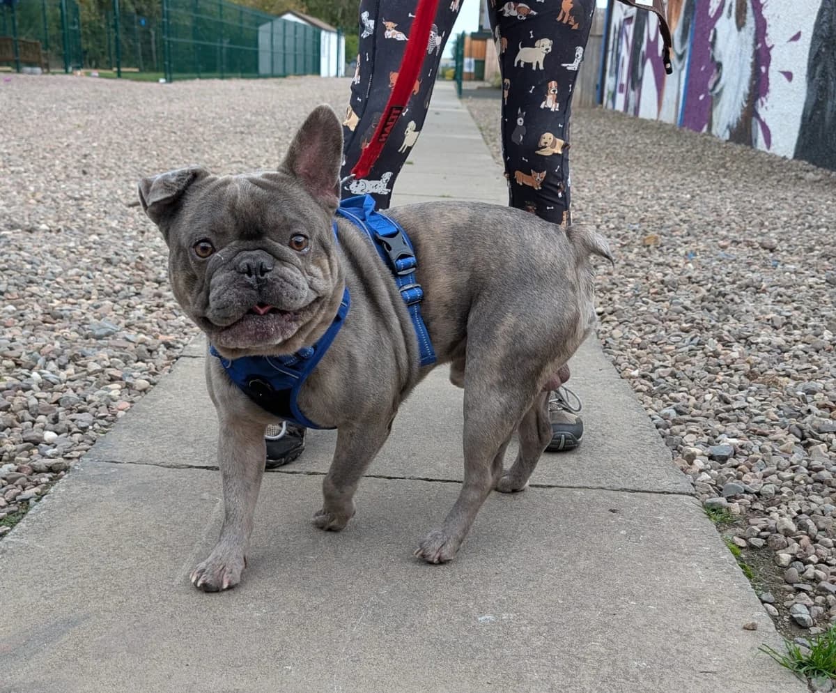 Andre, male 4yo English Bulldog for adoption at Perthshire Abandoned Dog Society, Perth