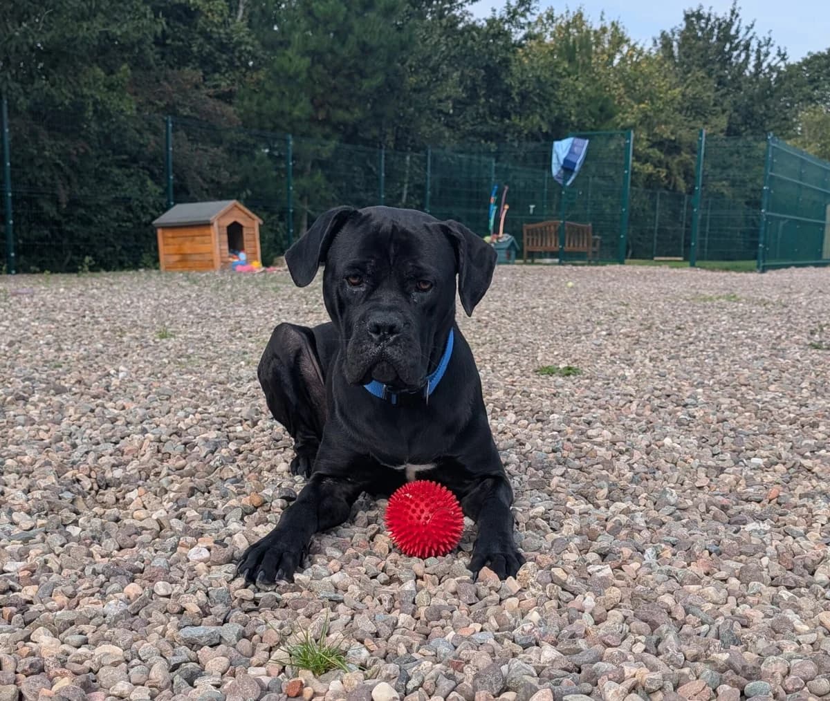Blanco, male young Cane Corso for adoption at Perthshire Abandoned Dog Society, Perth