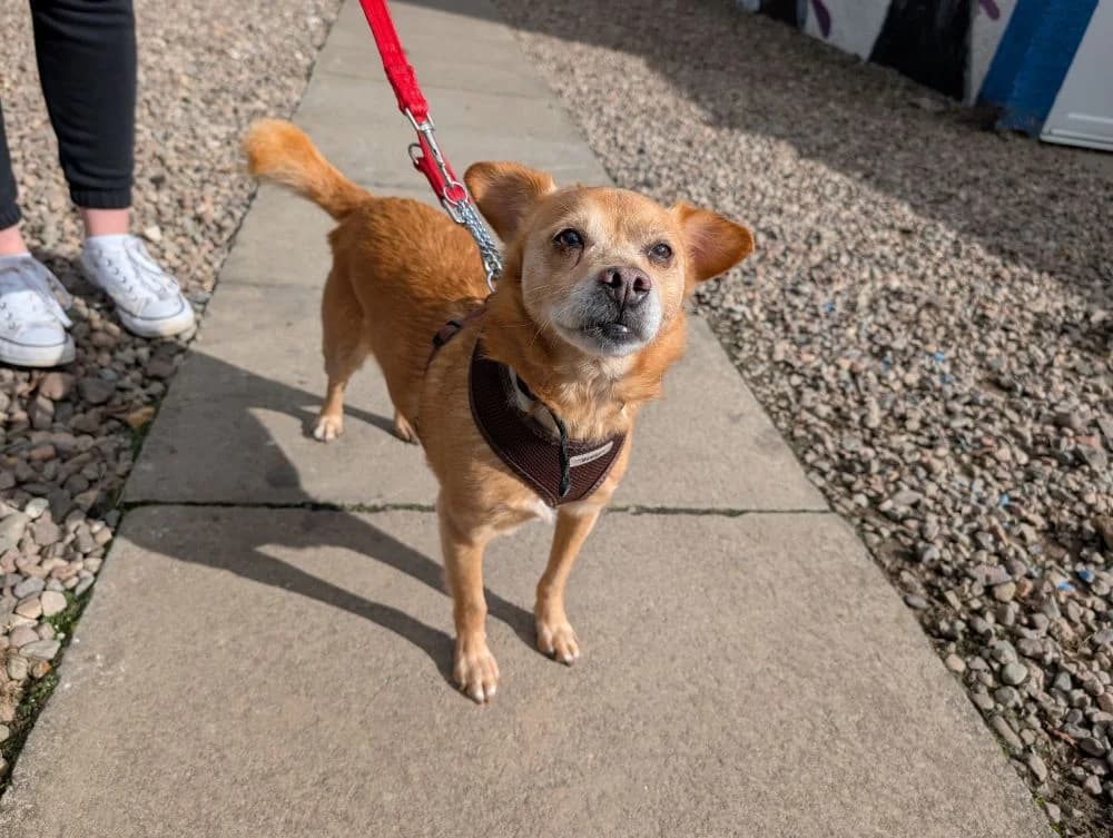 Bryan, male senior Chihuahua for adoption at Perthshire Abandoned Dog Society, Perth