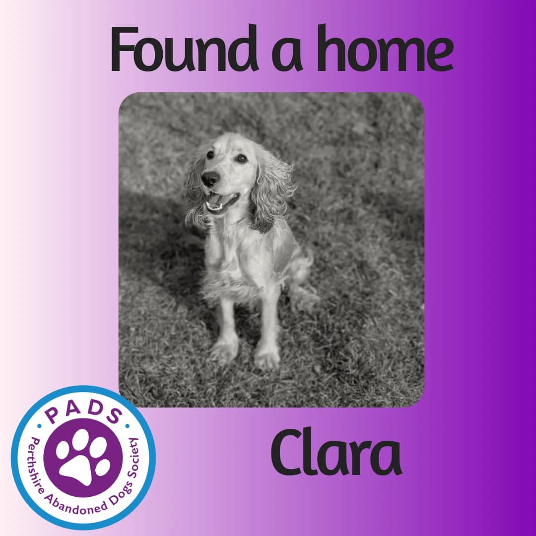 Clara, female 4yo Cocker Spaniel for adoption at Perthshire Abandoned Dog Society, Perth