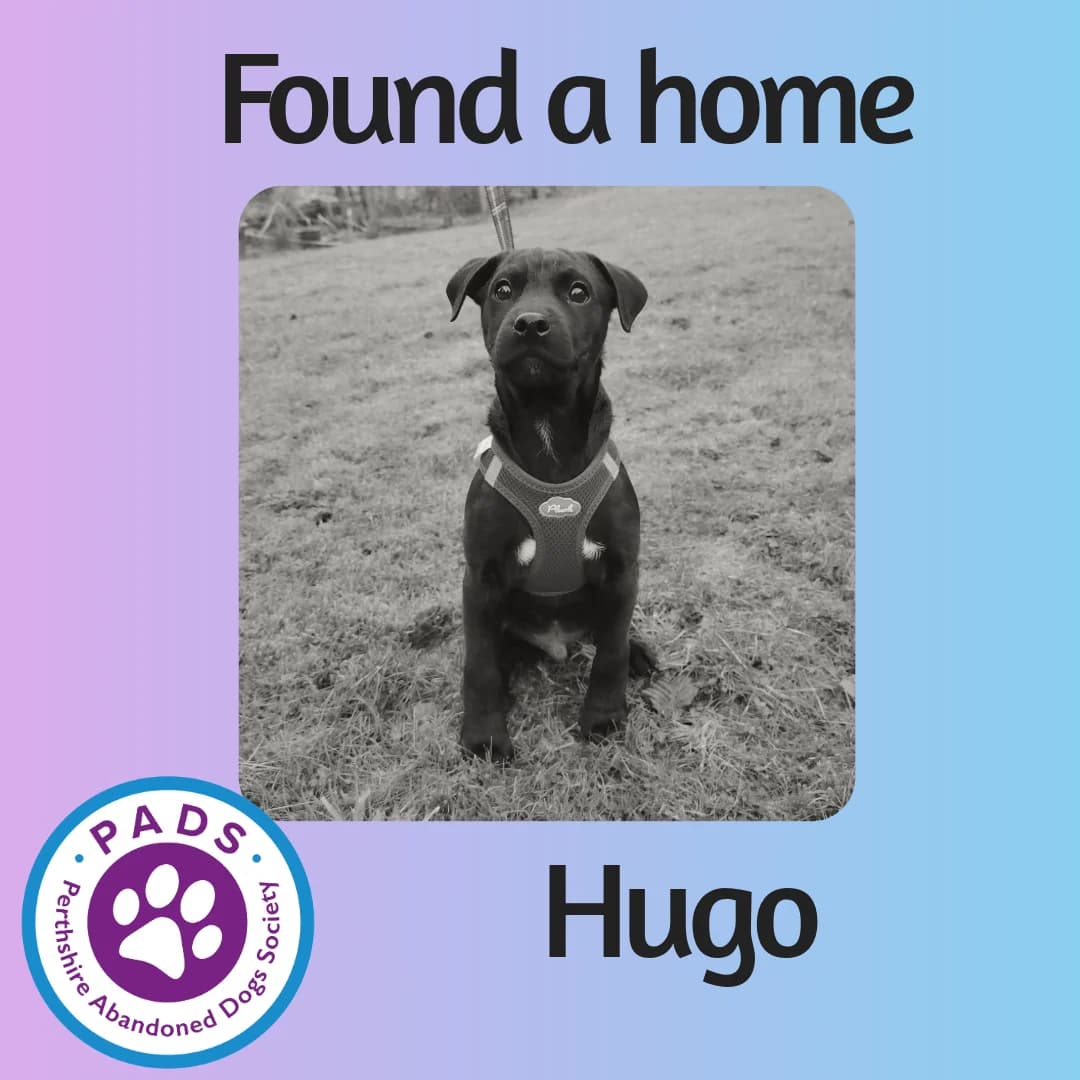 Hugo, male puppy mixed breed for adoption at Perthshire Abandoned Dog Society, Perth