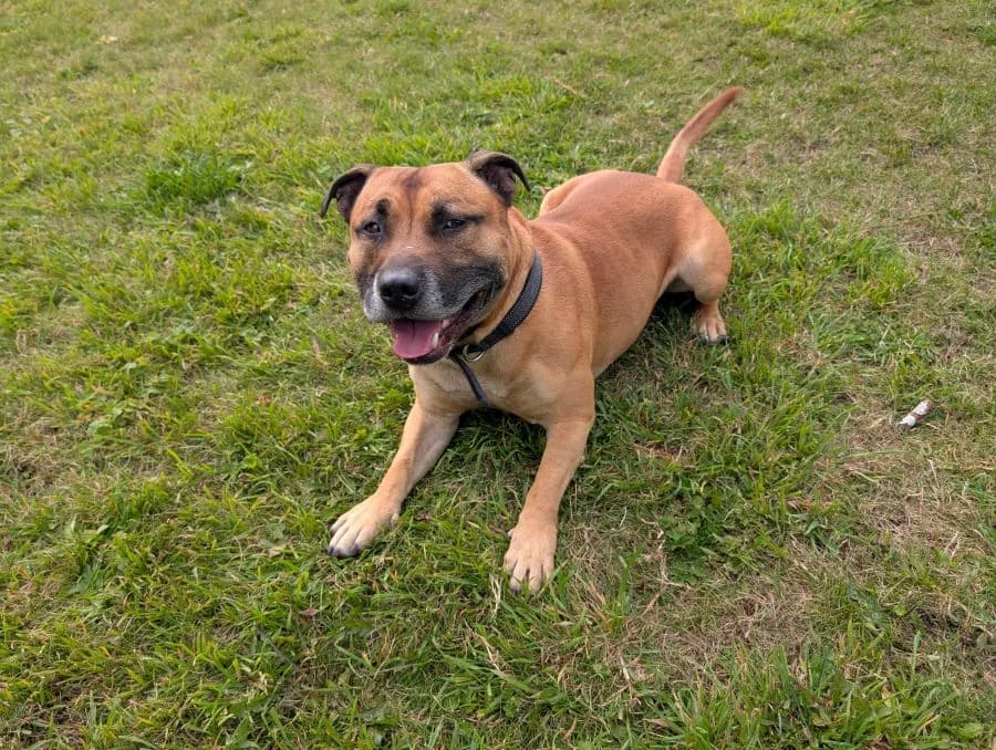 Jax, male 3yo Staffordshire Bull Terrier for adoption at Perthshire Abandoned Dog Society, Perth