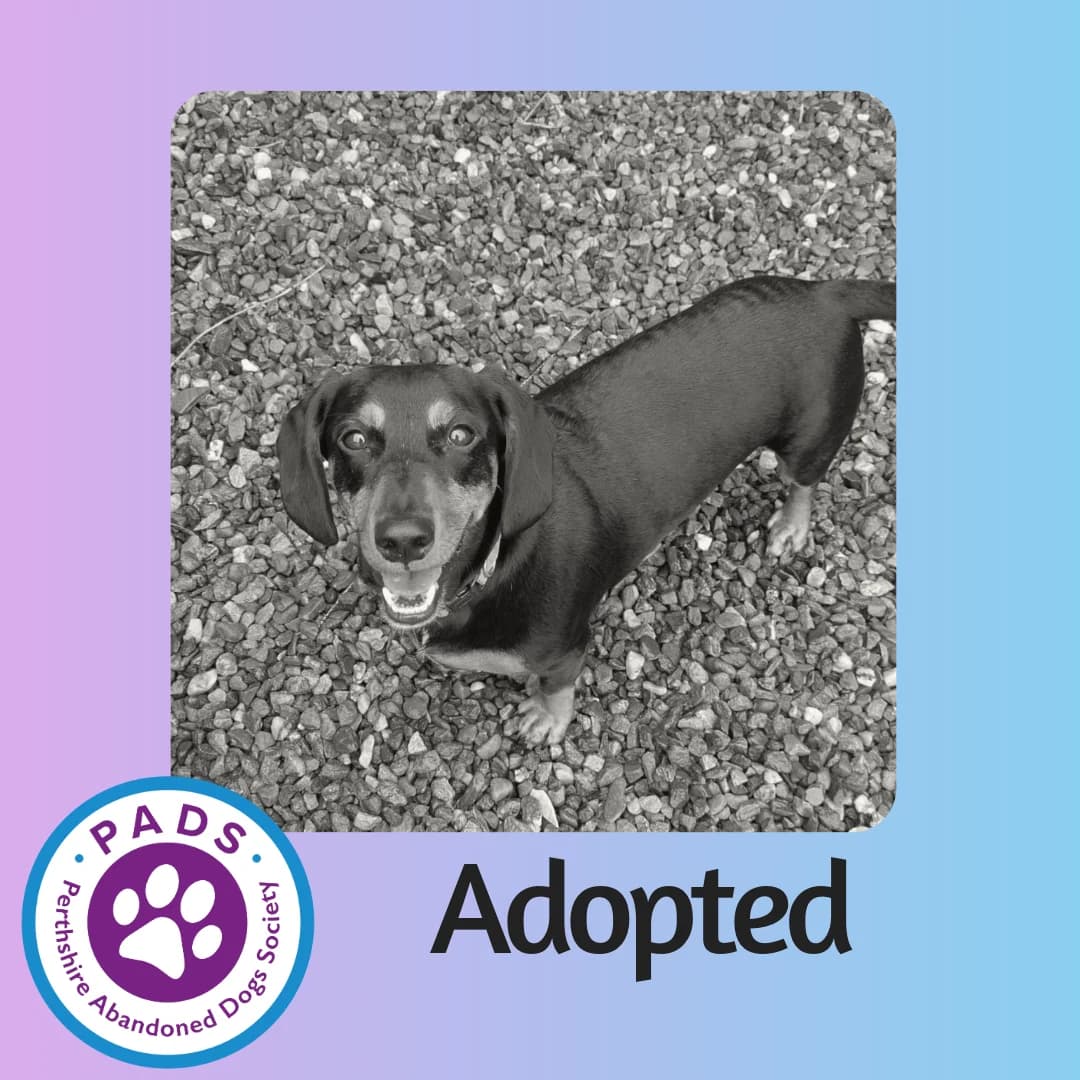 Leo, male young Dachshund for adoption at Perthshire Abandoned Dog Society, Perth