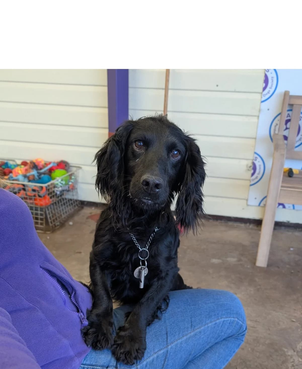 Paddy, male 7yo Cocker Spaniel for adoption at Perthshire Abandoned Dog Society, Perth
