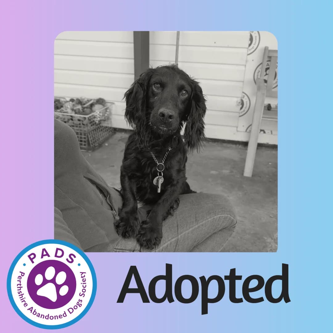 Paddy, male 7yo Cocker Spaniel for adoption at Perthshire Abandoned Dog Society, Perth