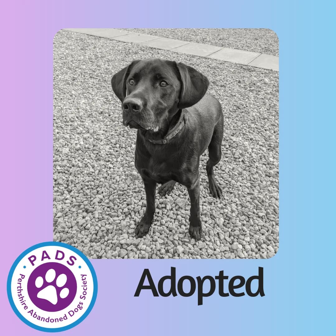 Simba, male young Labrador Retriever for adoption at Perthshire Abandoned Dog Society, Perth