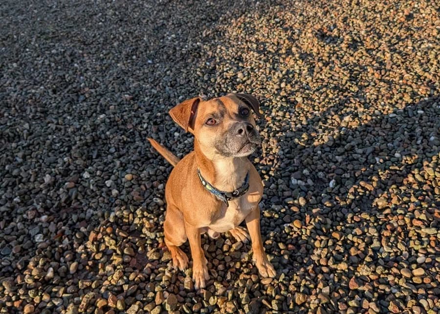 Simba, male 5yo Staffordshire Bull Terrier for adoption at Perthshire Abandoned Dog Society, Perth