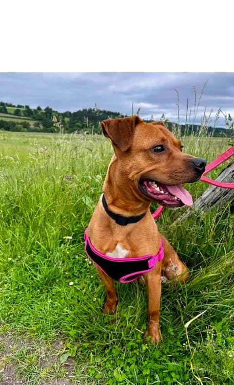 Tanner, male young Staffordshire Bull Terrier for adoption at Perthshire Abandoned Dog Society, Perth