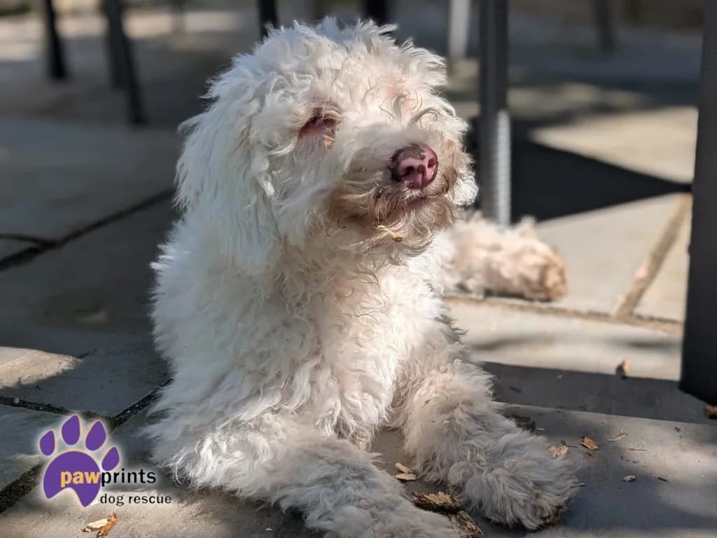 Alfie, male puppy Poodle for adoption at Pawprints Dog Rescue, Stretton-on-Dunsmore