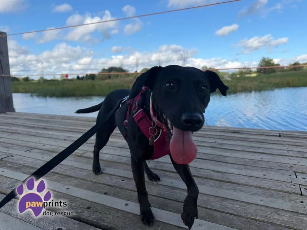 Avie, female puppy mixed breed for adoption at Pawprints Dog Rescue, Stretton-on-Dunsmore