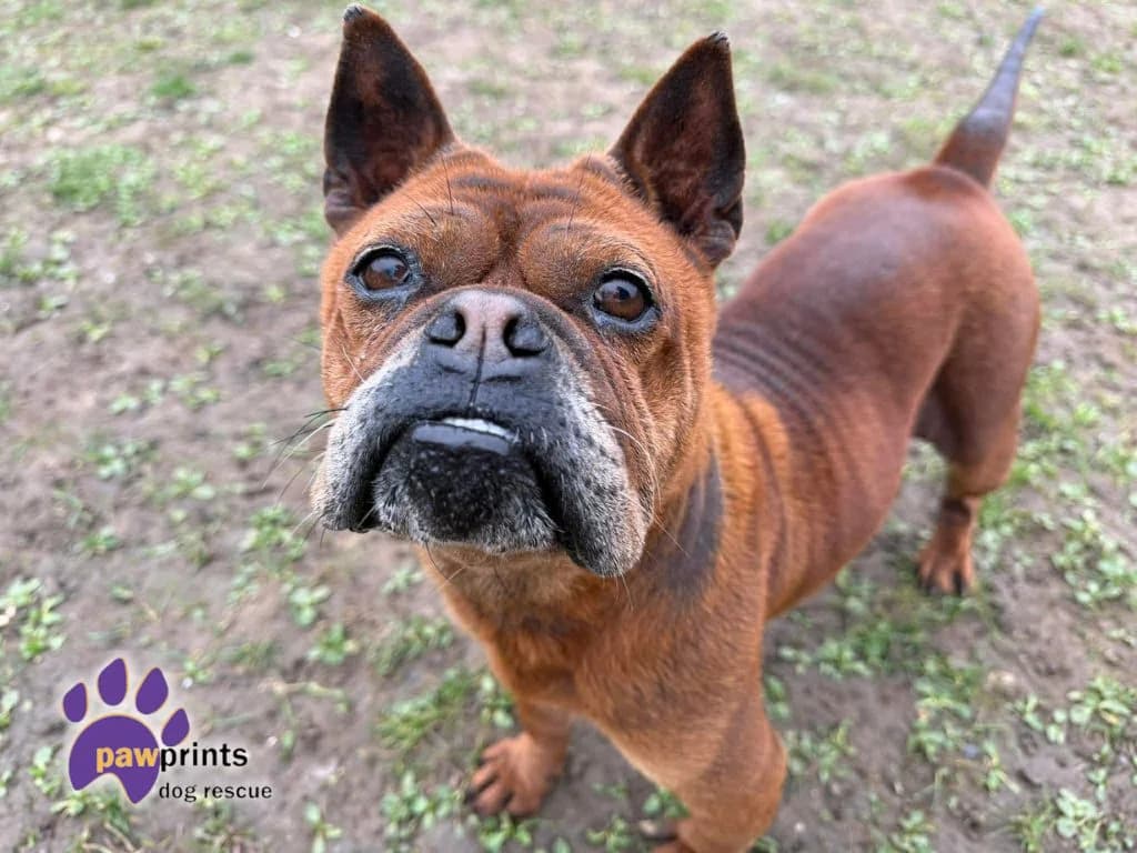 Barbara, female English Bulldog for adoption at Pawprints Dog Rescue, Stretton-on-Dunsmore