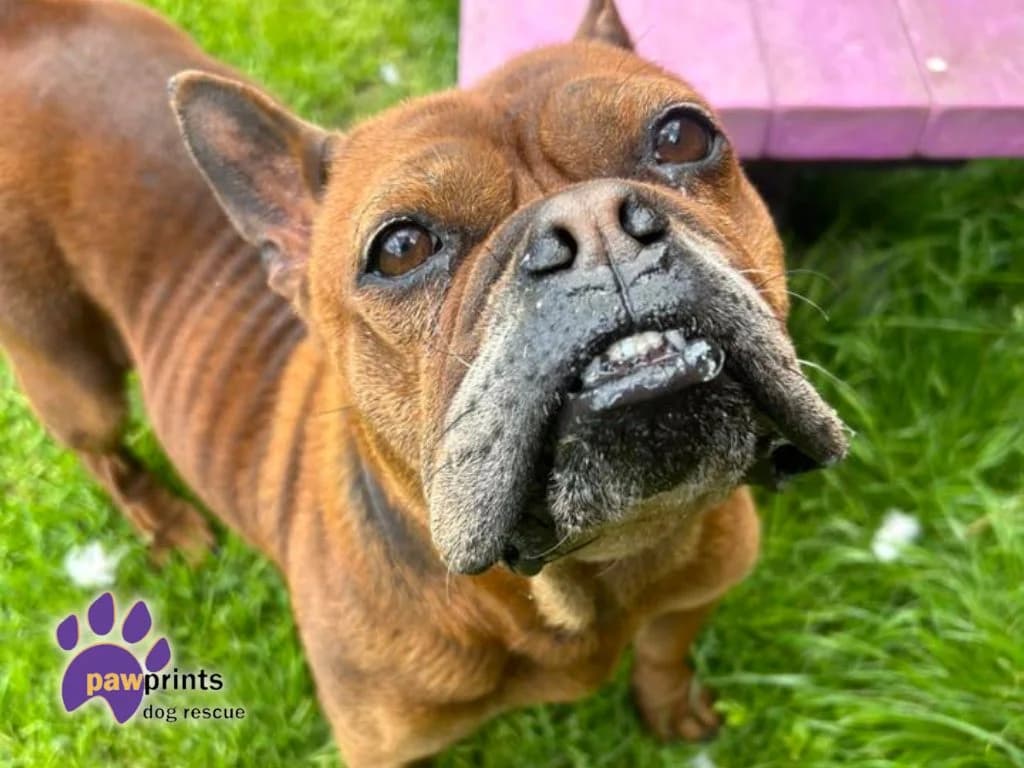 Barbara, female 4yo English Bulldog for adoption at Pawprints Dog Rescue, Stretton-on-Dunsmore