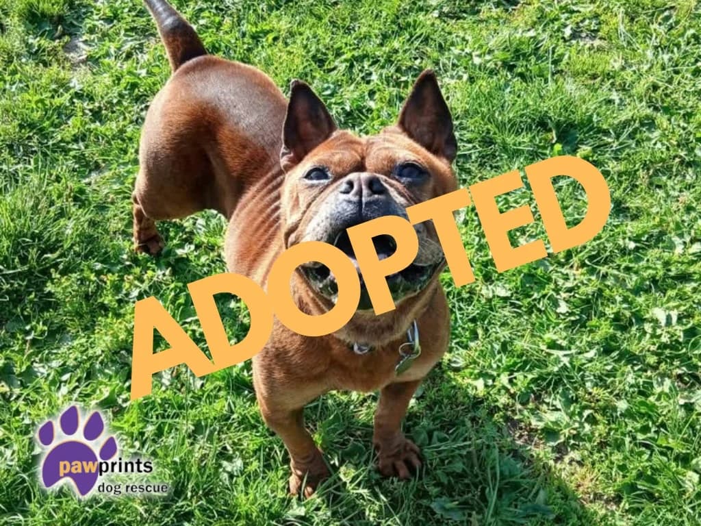 Barbara, female 4yo English Bulldog for adoption at Pawprints Dog Rescue, Stretton-on-Dunsmore