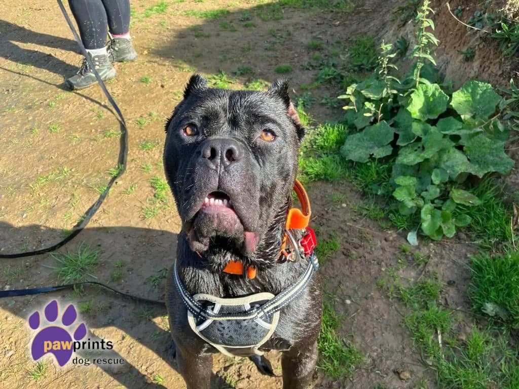 Barnabas, male young Cane Corso for adoption at Pawprints Dog Rescue, Stretton-on-Dunsmore