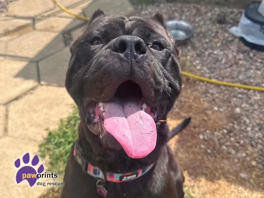 Bellingham, male Cane Corso for adoption at Pawprints Dog Rescue, Stretton-on-Dunsmore