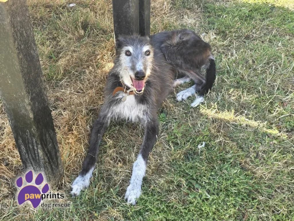 Betty, female 5yo mixed breed for adoption at Pawprints Dog Rescue, Stretton-on-Dunsmore
