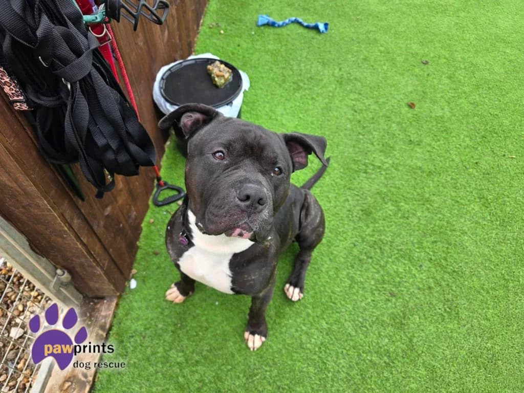 Billy, male Staffordshire Bull Terrier for adoption at Pawprints Dog Rescue, Stretton-on-Dunsmore