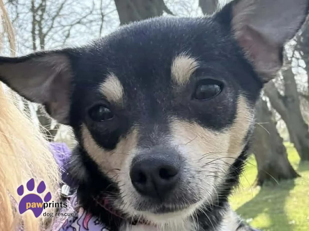 Blossom, female Chihuahua for adoption at Pawprints Dog Rescue, Stretton-on-Dunsmore