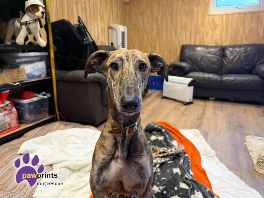 Salem, male Lurcher for adoption at Pawprints Dog Rescue, Stretton-on-Dunsmore