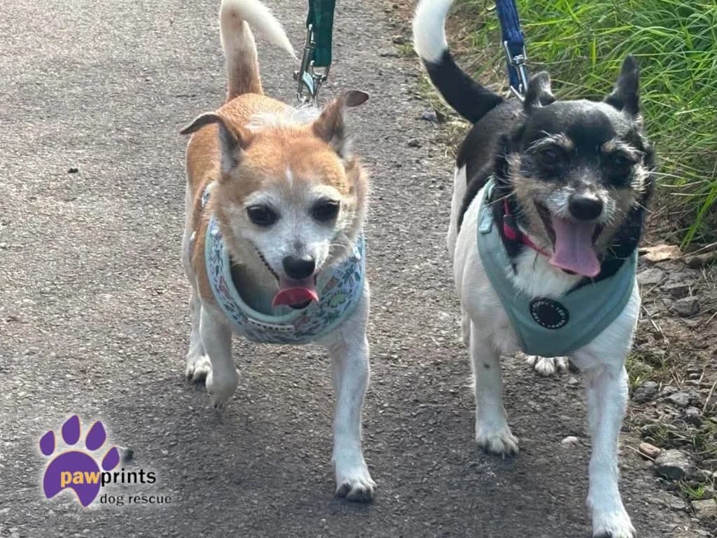 Cinnamon & Summer, female 5yo Chihuahua for adoption at Pawprints Dog Rescue, Stretton-on-Dunsmore