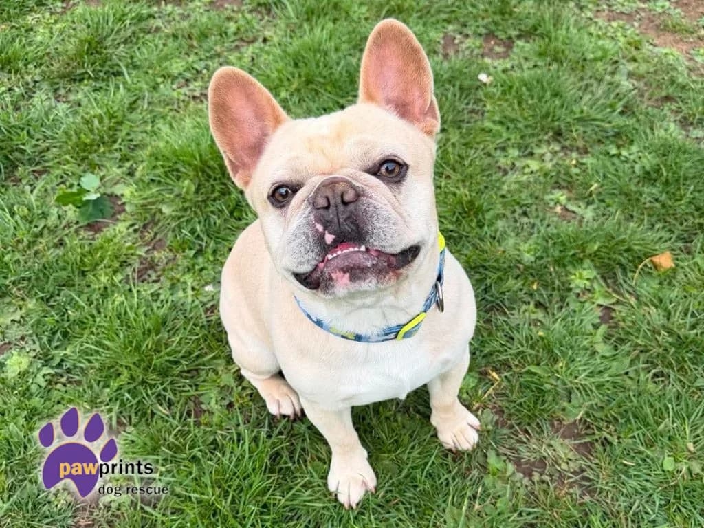 Dougie, male 4yo English Bulldog for adoption at Pawprints Dog Rescue, Stretton-on-Dunsmore