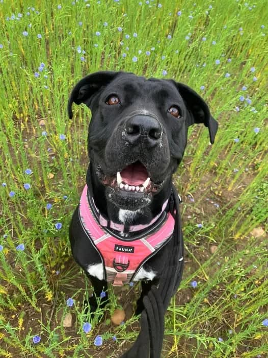 Eleanor, female young Mixed Breed for adoption at Pawprints Dog Rescue, Stretton-on-Dunsmore