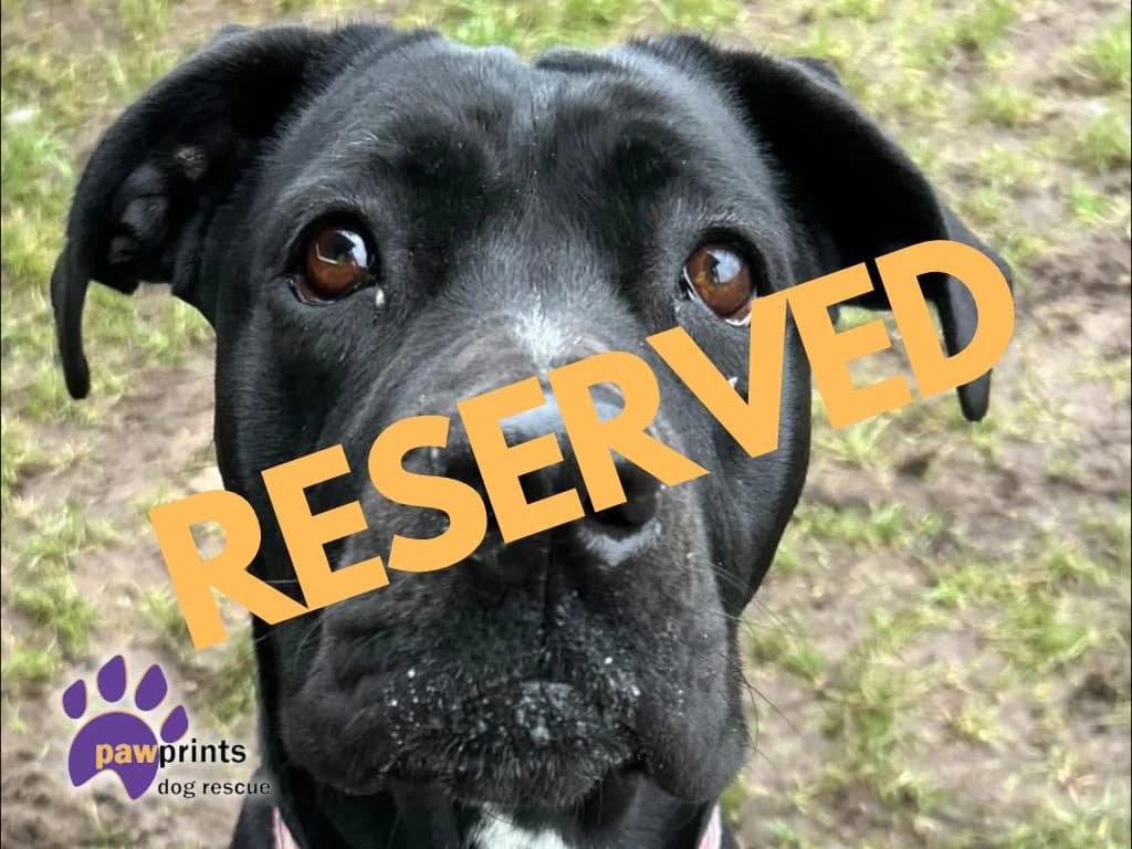 Eleanor, female young Mixed Breed for adoption at Pawprints Dog Rescue, Stretton-on-Dunsmore
