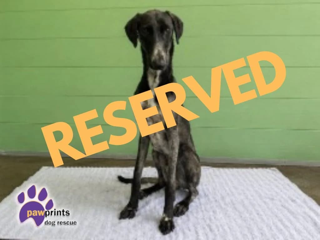 Goliath, male young Lurcher for adoption at Pawprints Dog Rescue, Stretton-on-Dunsmore