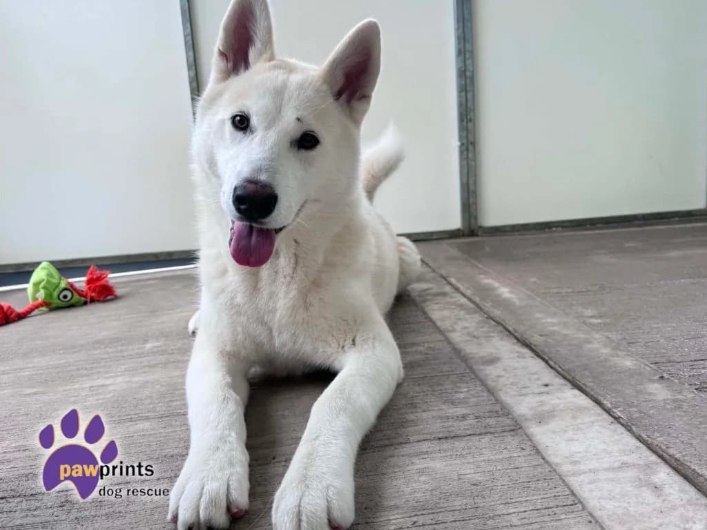 Gregor, male Husky for adoption at Pawprints Dog Rescue, Stretton-on-Dunsmore