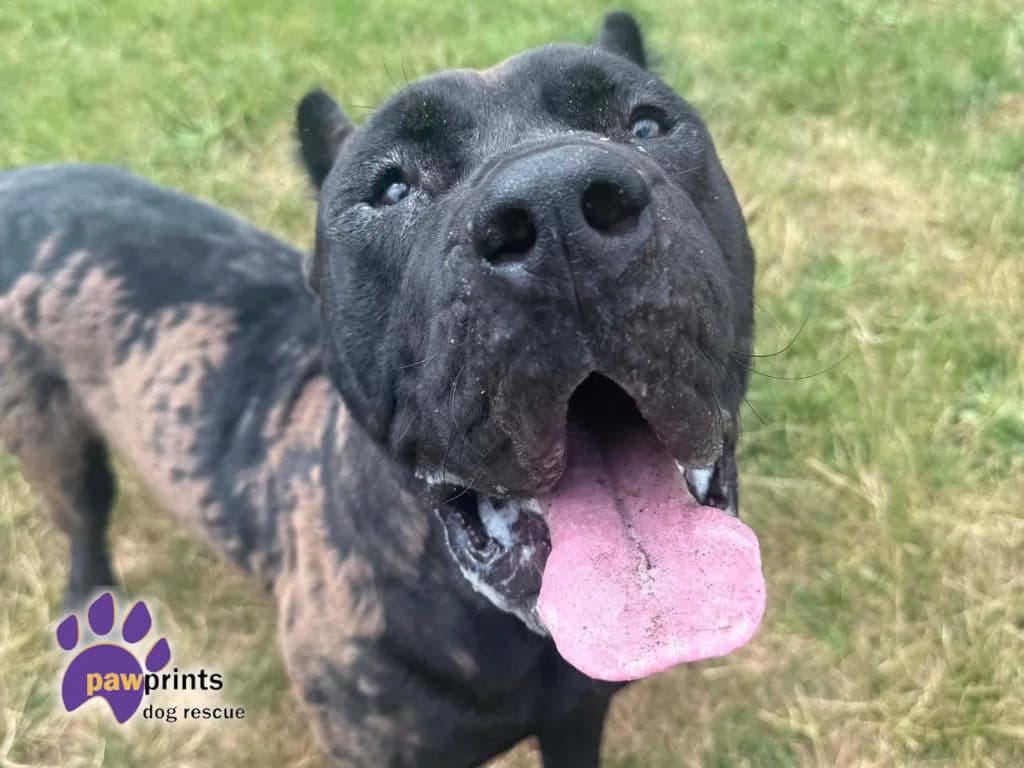Haaland, male Cane Corso for adoption at Pawprints Dog Rescue, Stretton-on-Dunsmore