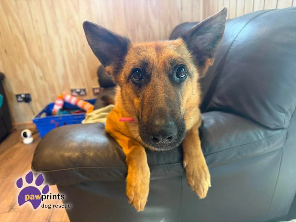 Jojo, female 6yo German Shepherd for adoption at Pawprints Dog Rescue, Stretton-on-Dunsmore