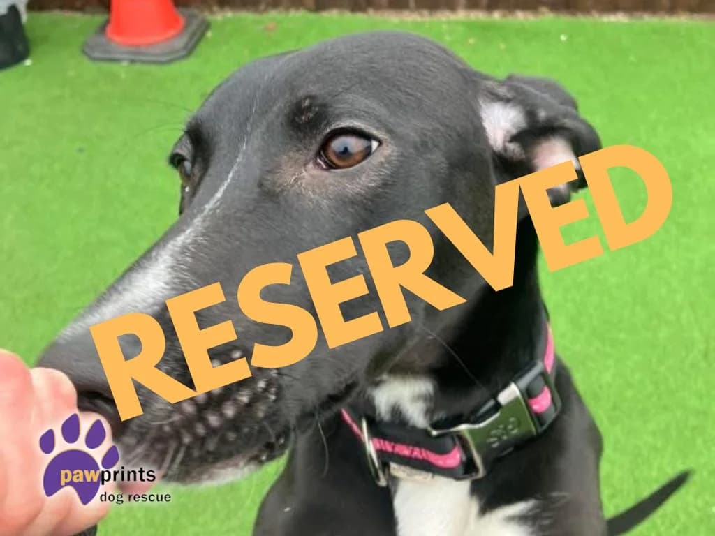 Juliet, female Lurcher for adoption at Pawprints Dog Rescue, Stretton-on-Dunsmore