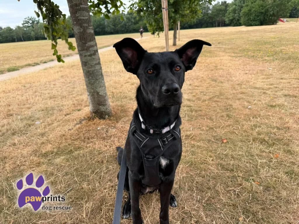 Kayde, female puppy mixed breed for adoption at Pawprints Dog Rescue, Stretton-on-Dunsmore