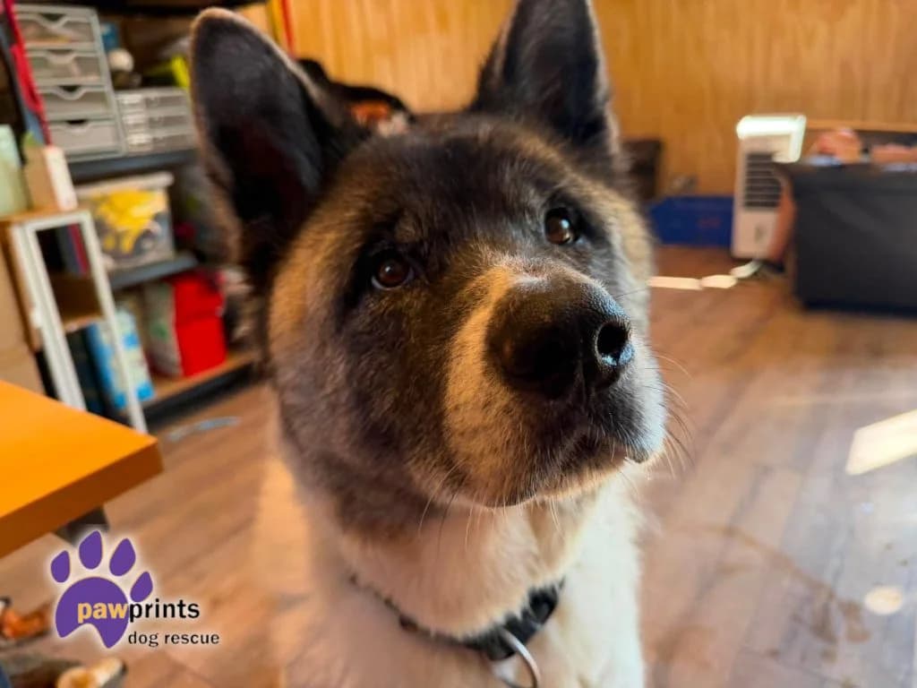 Kobi, male 7yo Akita for adoption at Pawprints Dog Rescue, Stretton-on-Dunsmore