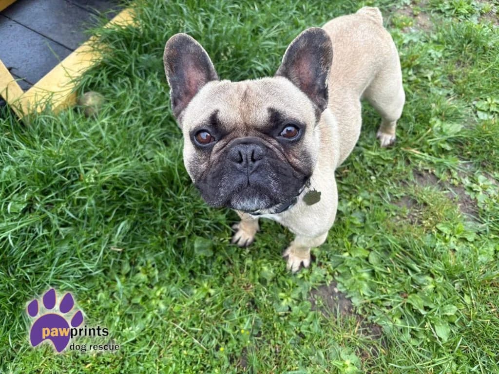 Lil Pete, male English Bulldog for adoption at Pawprints Dog Rescue, Stretton-on-Dunsmore