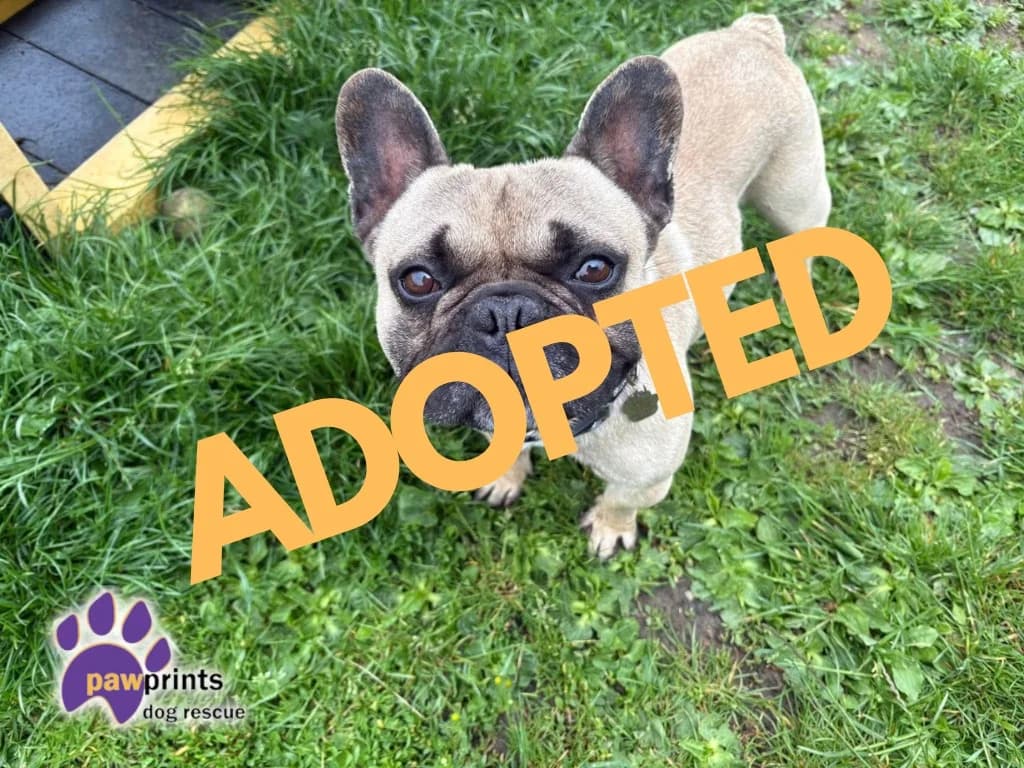 Lil Pete, male English Bulldog for adoption at Pawprints Dog Rescue, Stretton-on-Dunsmore