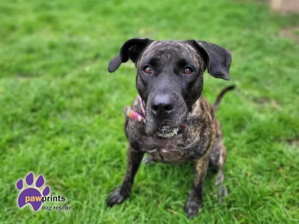 Marble, female Presa Canario for adoption at Pawprints Dog Rescue, Stretton-on-Dunsmore