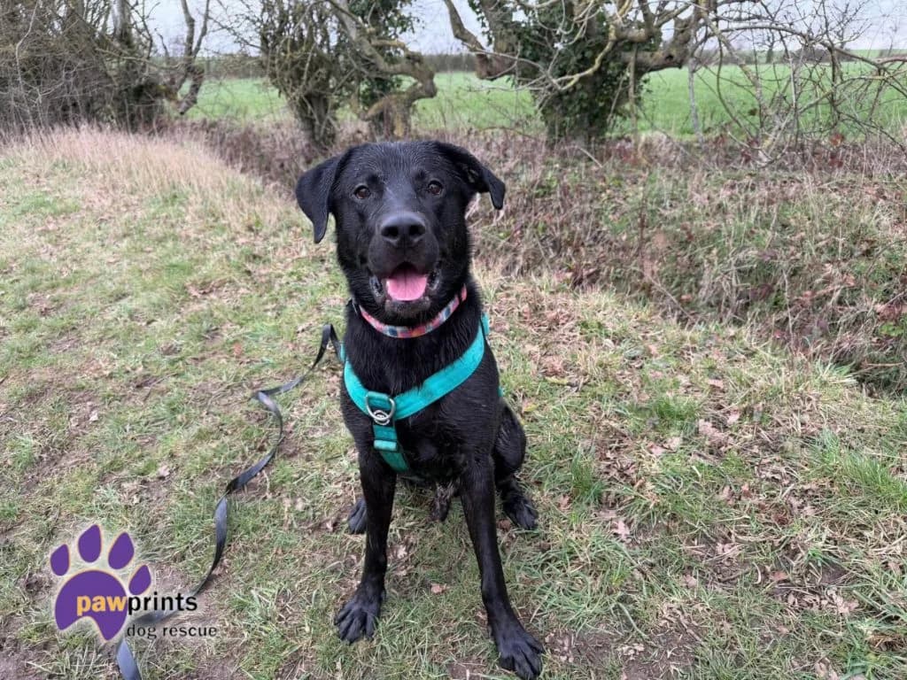 Max, male Labrador Retriever for adoption at Pawprints Dog Rescue, Stretton-on-Dunsmore