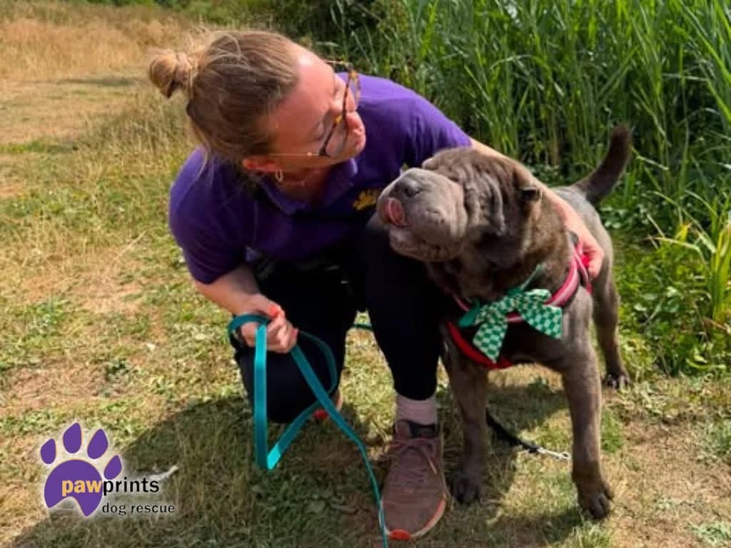 Ned, male 4yo Shar Pei for adoption at Pawprints Dog Rescue, Stretton-on-Dunsmore
