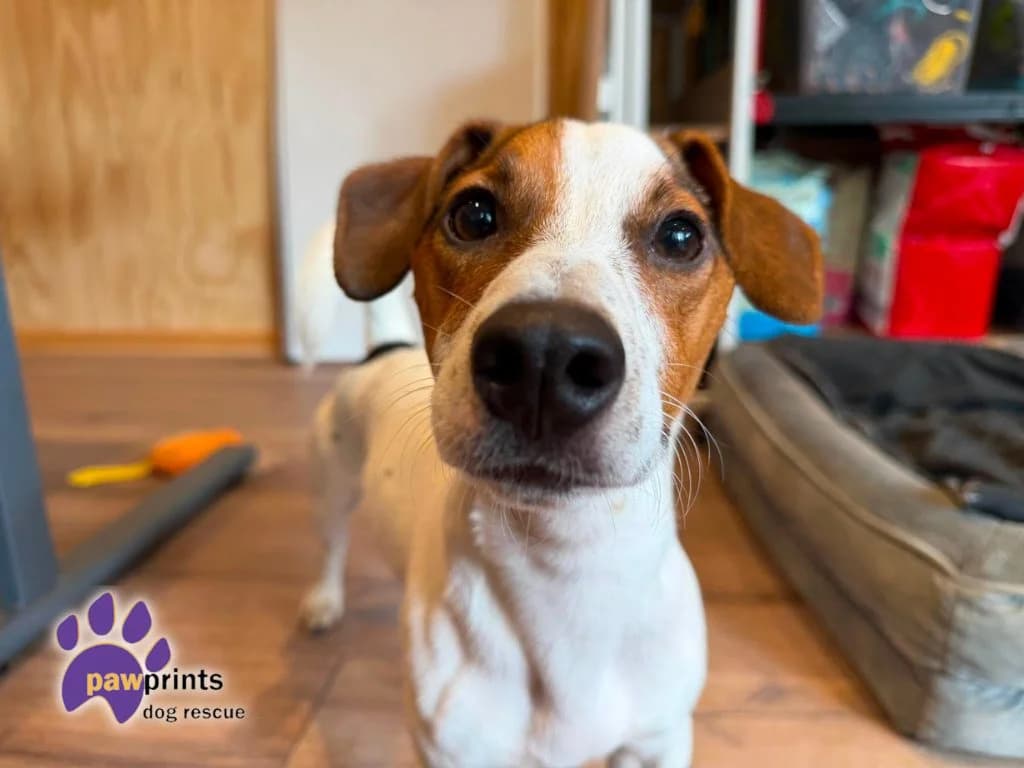 Nelson, male puppy Jack Russell Terrier for adoption at Pawprints Dog Rescue, Stretton-on-Dunsmore