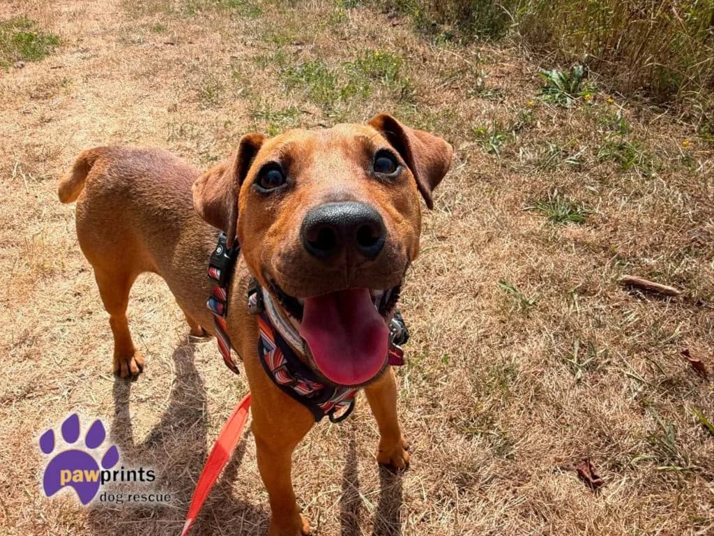 Nico, male young mixed breed for adoption at Pawprints Dog Rescue, Stretton-on-Dunsmore