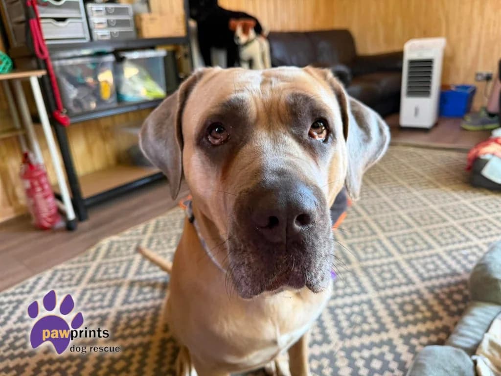Roxy, female 5yo Cane Corso for adoption at Pawprints Dog Rescue, Stretton-on-Dunsmore