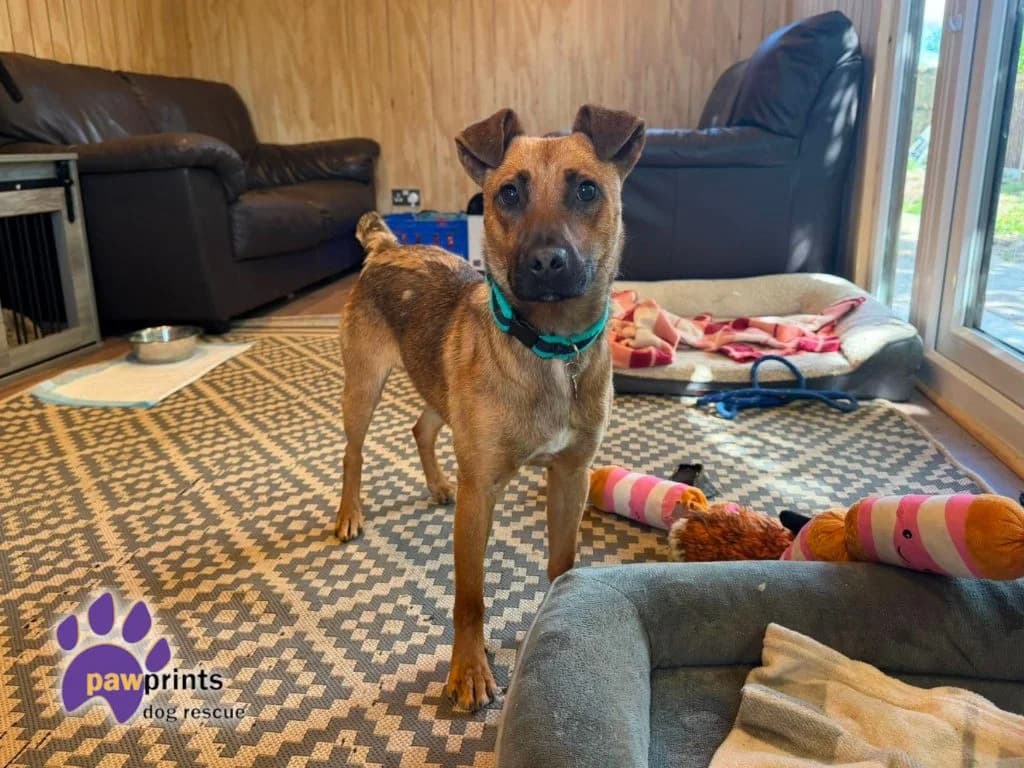 Saka, male young mixed breed for adoption at Pawprints Dog Rescue, Stretton-on-Dunsmore